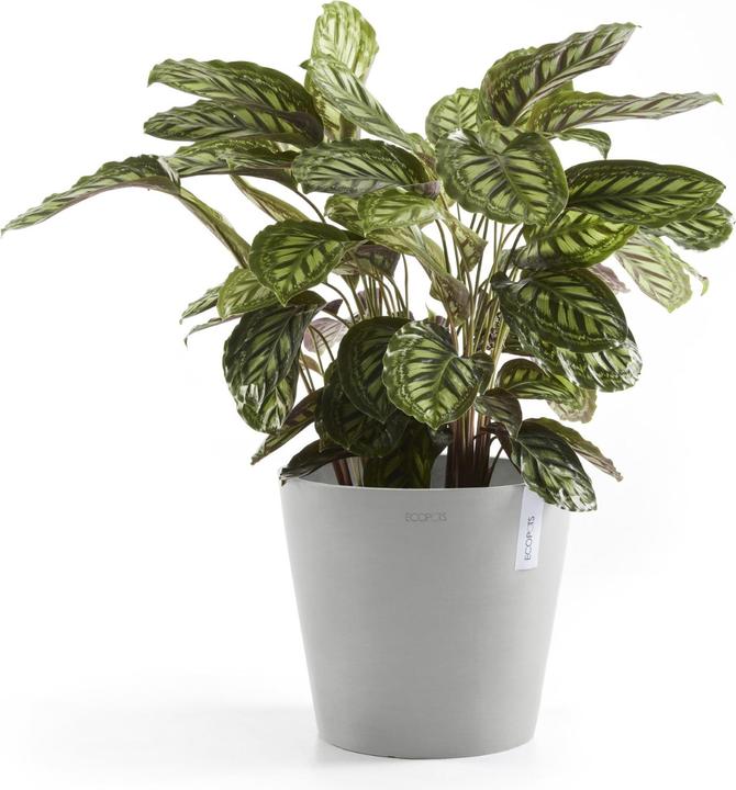 Produktbild Ecopots Amsterdam + Wasserbehälter (40 cm)