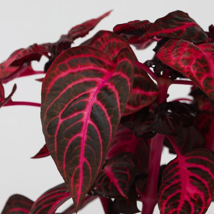 Immagine prodotto Plant in a Box Iresine Herbstii - Blutblatt (20 cm)