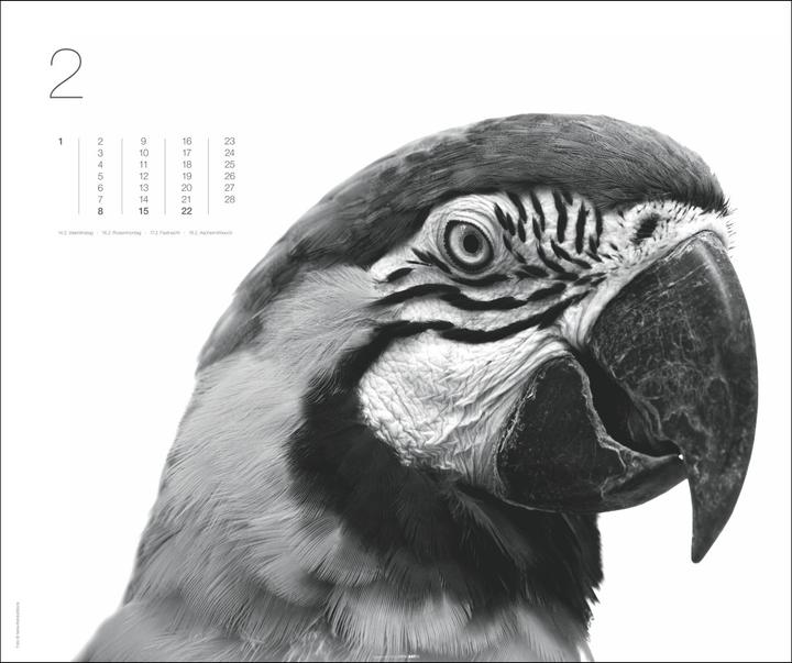 Actual product image Black & White Animals 2026 (55 x 46 cm, Hardcover, German)