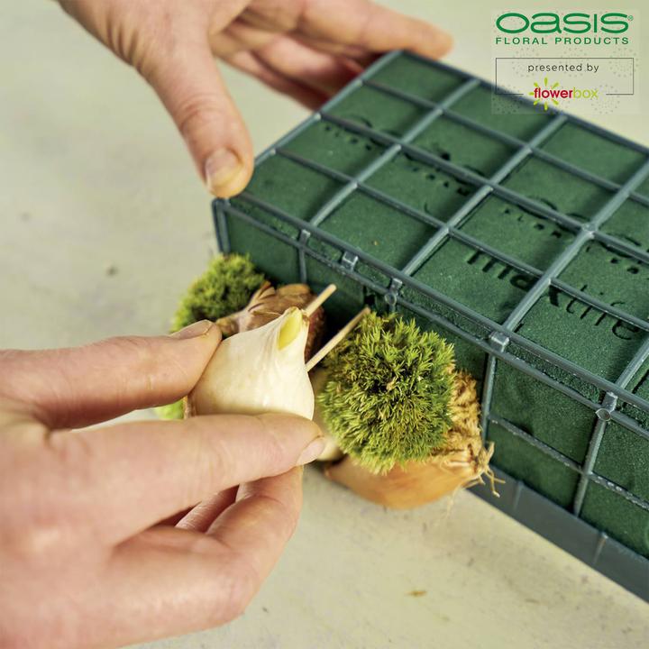 Immagine prodotto Oasis Auto-Corso