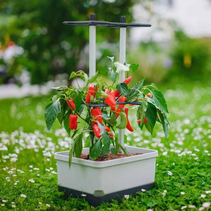 Produktbild Gusta Garden Charly Chili (35.35 cm)