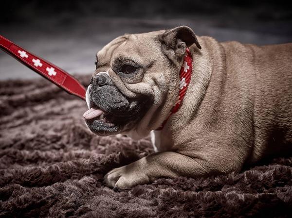 Actual product image Colly Leather collar with Swiss cross beaded, 50cm/3cm (3.5, 50, Dog, General)