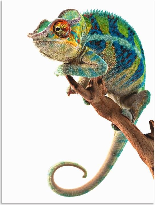 Image du produit Artland Ambanja Panther Caméléon T5RW (30 x 40 cm)