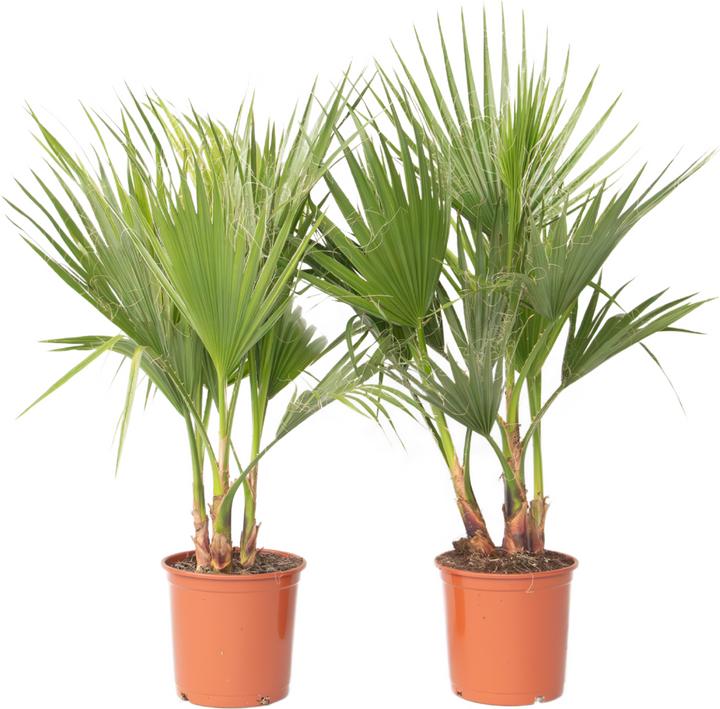 Actual product image Plant in a Box Washingtonia Robusta - 2er Set Mexikanische Fächerpalme (70 cm)
