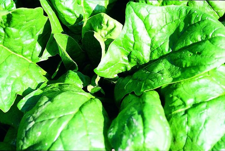 Immagine prodotto Zollinger Bio Spinaci, Giganti d'inverno (Germogli)