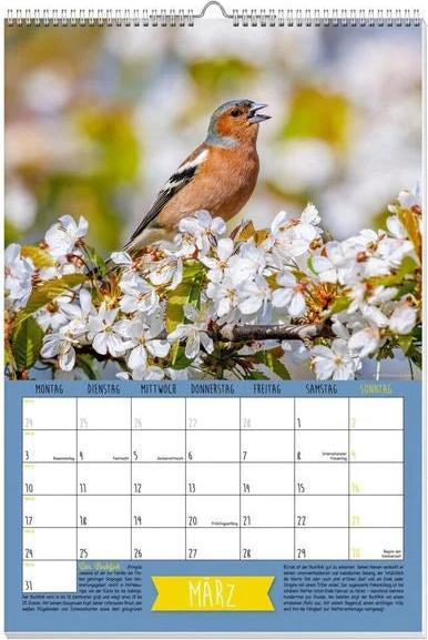 Immagine prodotto Calendario con poster degli uccelli canori nativi 2025 (Nessuna rilegatura, Tedesco)
