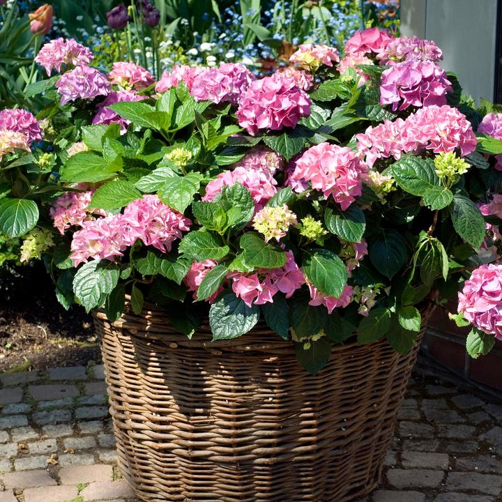 Actual product image Plant in a Box Hydrangea macrophylla 'Early Pink' - Set of 3 hydrangeas (25 cm)