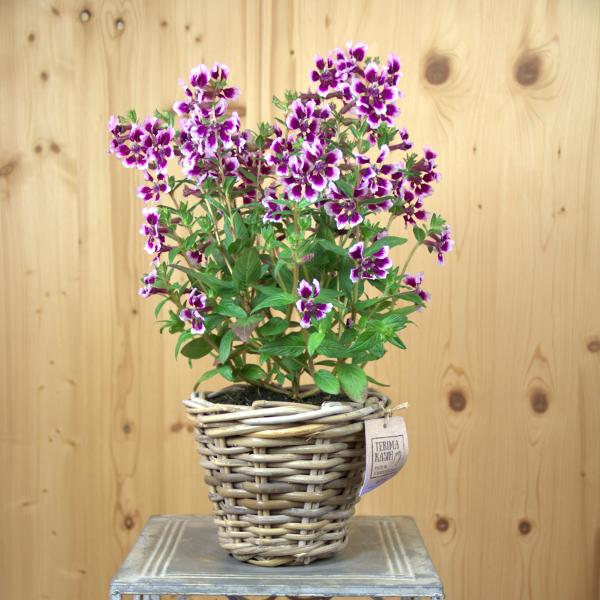 Actual product image Säntispracht The heat-tolerant quiver flower in a decorative basket- Cuphea Ilavea Sriracha Lavender Bicolor (40 cm)