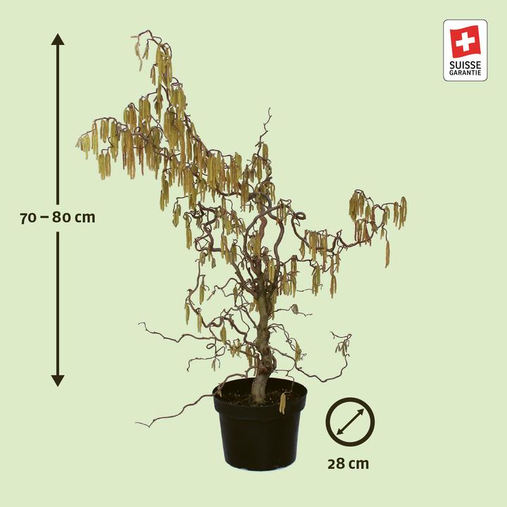 Actual product image Zulauf Corkscrew Hazel (80 cm)