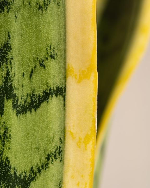 Actual product image feey Big mother-in-law's tongue (85 cm, Freshly repotted)