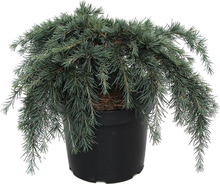 Produktbild Zulauf Zwerg-Himalaja-Zeder / Cedrus deo. 'Feelin' Blue' (40 cm)