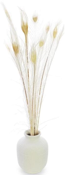 Soli Collection Trockenblumen Pfaufedern 90 cm, Weiss (Trockenblumen)
