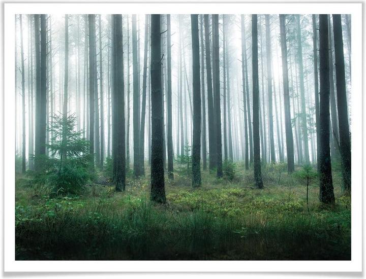 Actual product image Trenddeko In the forest (100 x 80 cm)