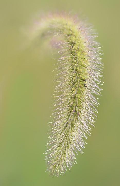 Immagine prodotto Tamron SP 90mm f/2.8 Di MACRO 1:1 VC USD, Canon EF (Canon EF, Canon EF-S, Full-frame)