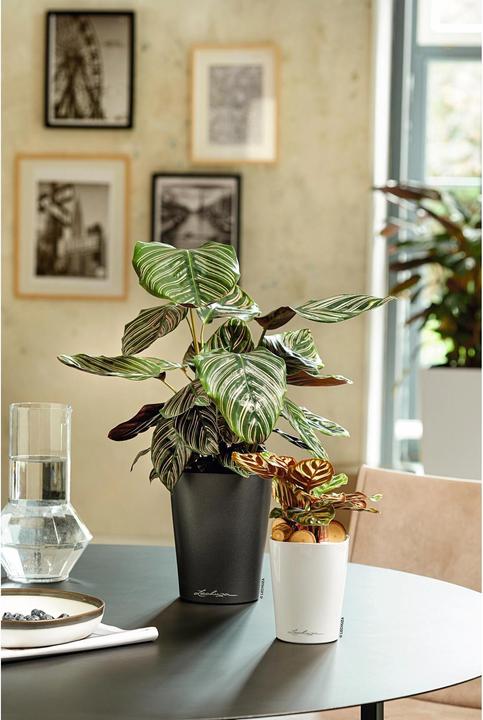 Produktbild Lechuza Deltini (15 cm)