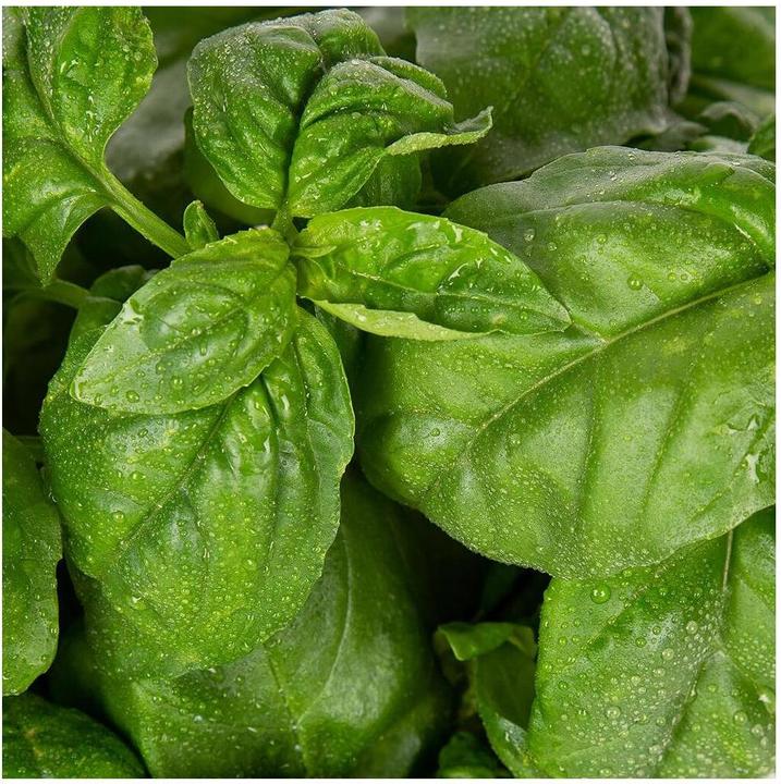 Immagine prodotto Plantui Basilico (Semi di erbe)