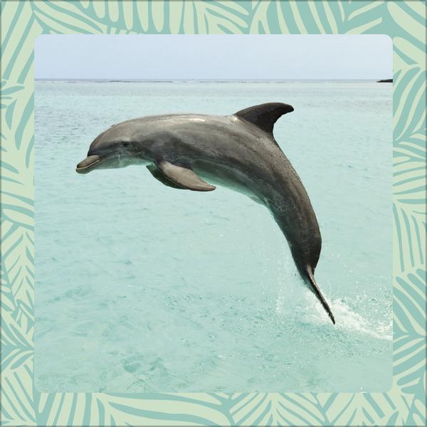 Produktbild Achtung wild - Tiere aus aller Welt 2026 (30 x 30 cm, Harter Einband, Deutsch)
