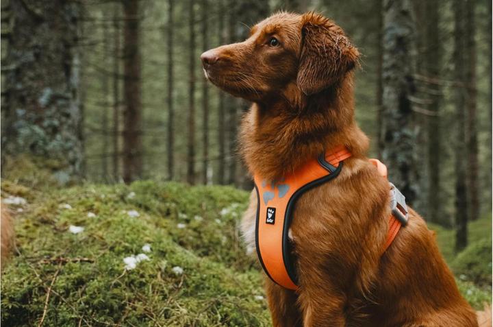 Immagine prodotto Hurtta Imbracatura Weekend Warrior, viola (L, Cane, Generale)
