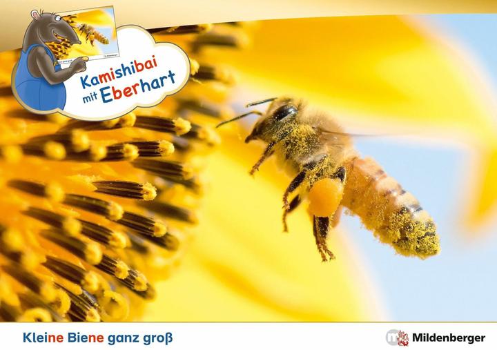 Immagine prodotto Kamishibai mit Eberhart - Kleine Biene ganz gross - Set (Tedesco, Nicole Brandau, Stefanie Drecktrah, 2024)