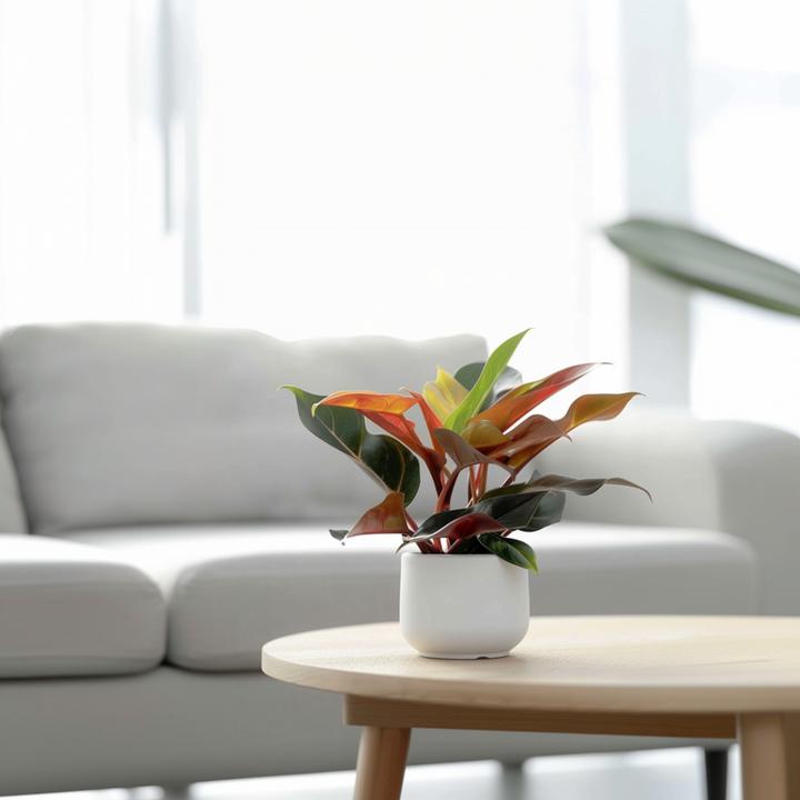 Produktbild Plant in a Box Philodendron Sun Light - 2er Set Baumfreund (20 cm)