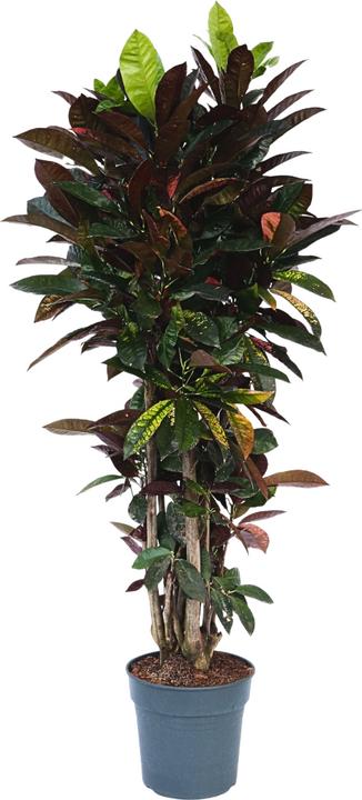 Actual product image Plant in a Box Codiaeum variegatum 'Mrs Iceton' - (140 cm)