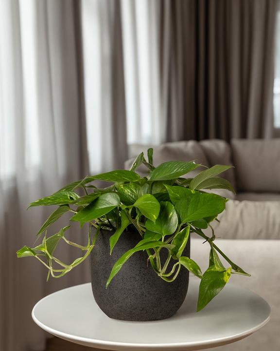 Produktbild feey Grosse Efeutute (70 cm, Frisch umgetopft)