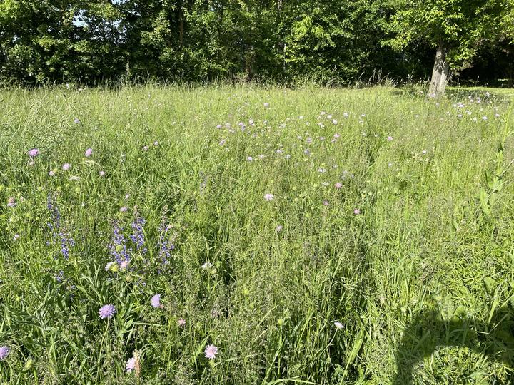 Produktbild Juliwa-Hesa Blumenwiese – für alle Böden (Blumensamen)