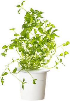 Produktbild Click and Grow Oregano (Kräutersamen)