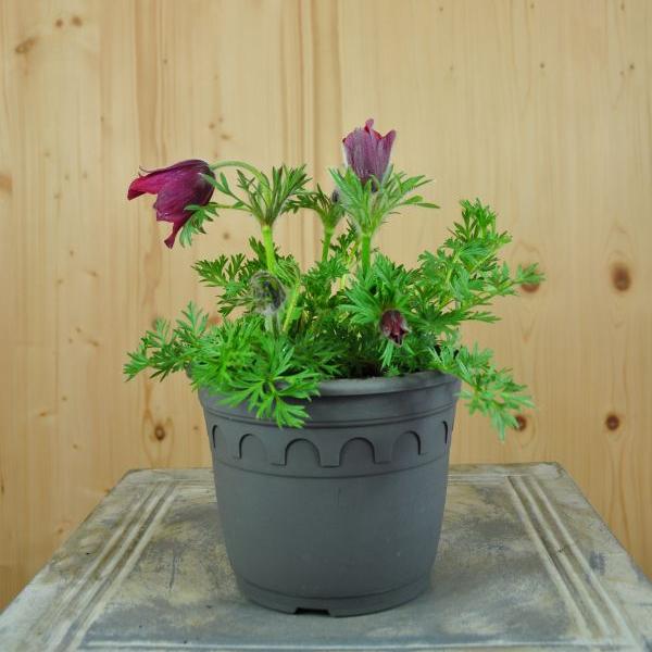 Produktbild Säntispracht 3 er Set, Die unter Naturschutz stehende Küchenschelle - Pulsatilla vulgaris Red Shades