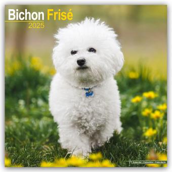 Produktbild Avonside Publishing Ltd:Bichon Frisé - (305 x 305 mm, Deutsch)