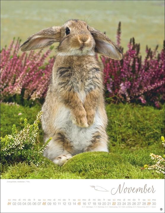 Produktbild Kaninchenkinder Posterkalender 2026 (34 x 44 cm, Harter Einband, Deutsch)