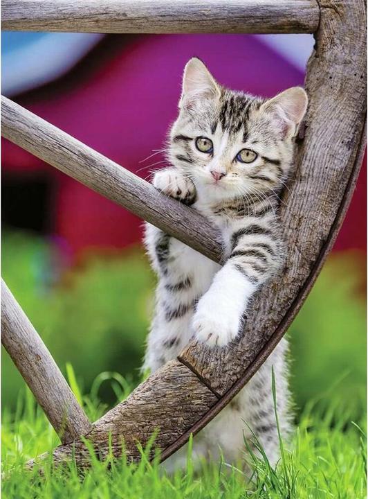Produktbild Ravensburger Puzzle Katzen 2 x 500 Teile (500 Teile)