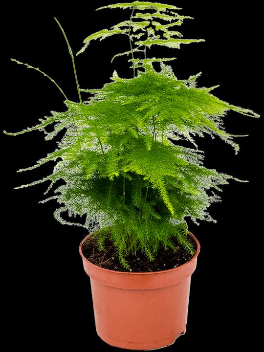 Image du produit Mahaloplants Zierspargel (35 cm, Fraîchement rempotés)