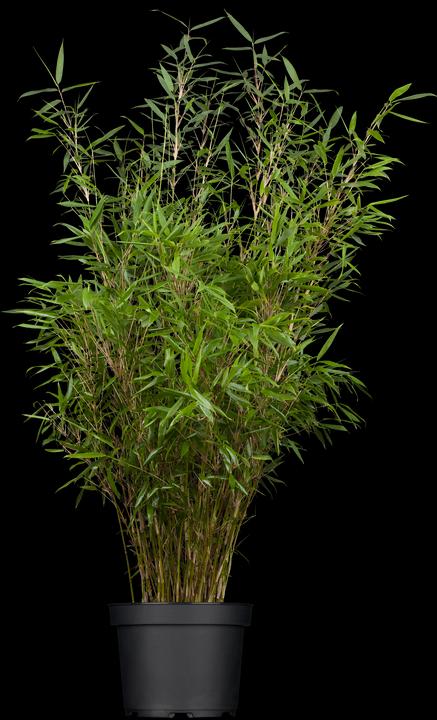 Bambus Fargesia (80 cm)