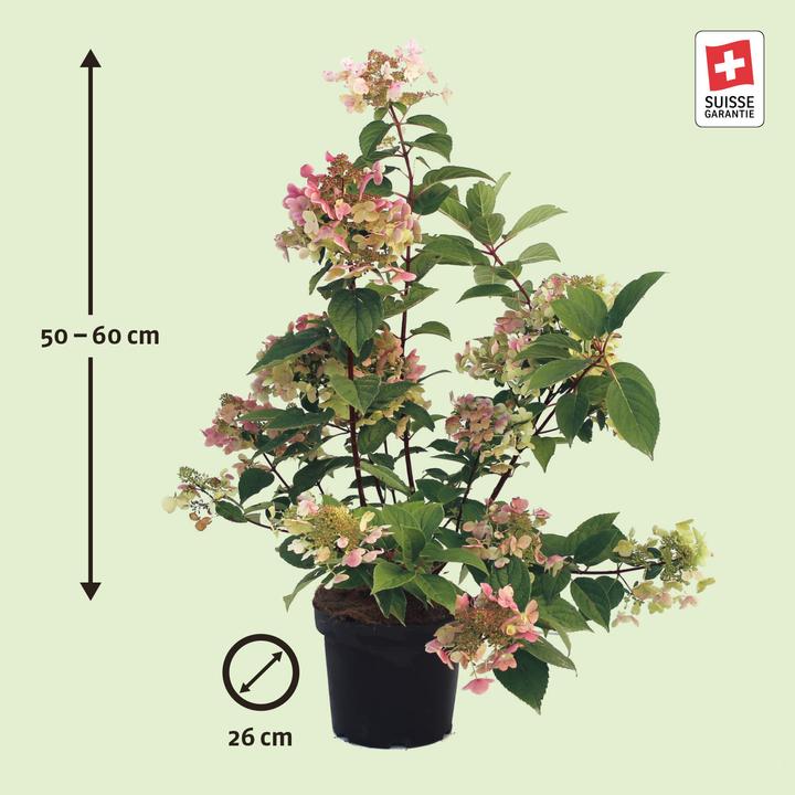 Image du produit Zulauf Rispen-Hortensie / Hydrangea pan. 'Wim's Red' (40 cm)