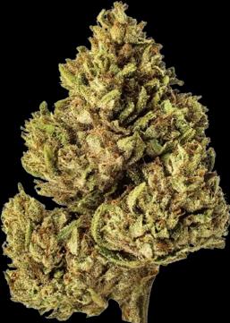 Immagine prodotto SlowWeed Snow White • CBG Blüten Outdoor