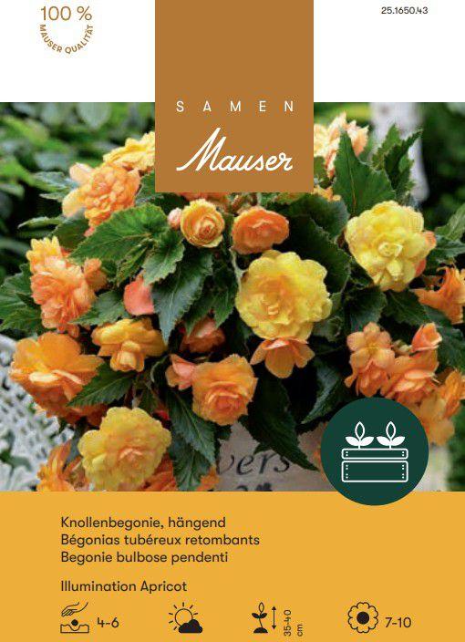 Image du produit Samen Mauser Bégonia Illumination Apricot (Plante bulbeuse)