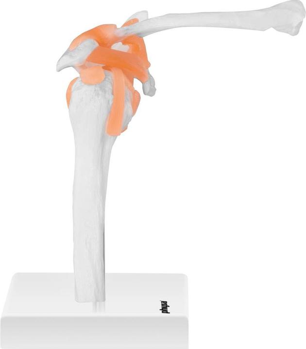 Immagine prodotto Physa Modello anatomico spalla - A grandezza naturale