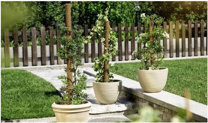 Actual product image Windhager Plant stick coconut (110 cm, 4.50 cm)