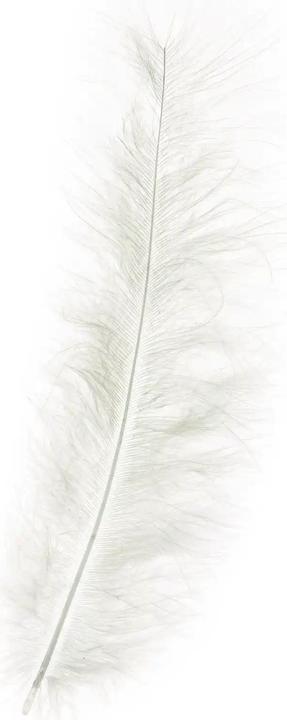 Produktbild Opiflor Marabufedern 45g, Creme