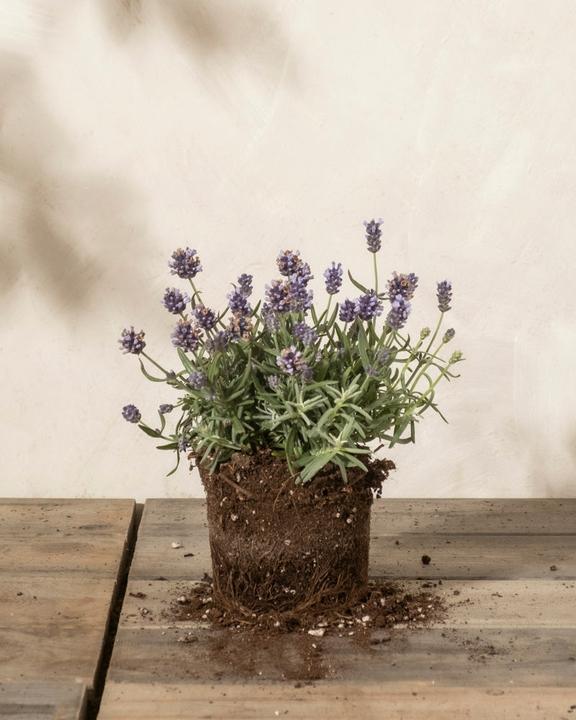 Produktbild feey Lavendel (20 cm, Tierfreundlich)