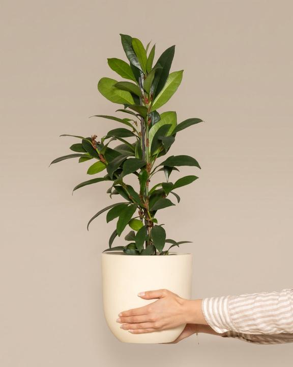Immagine prodotto feey Fico africano (75 cm, Appena rinvasata)