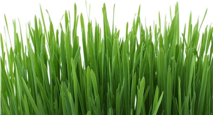 Actual product image Gimpet Cat grass with meadow scent (Adult, 1 pcs., 150 g)