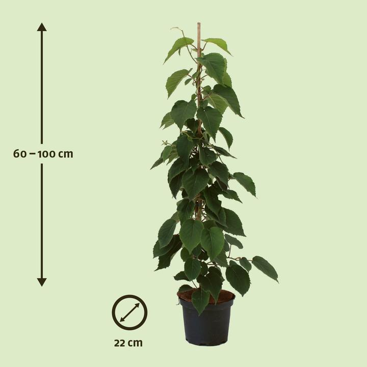 Actual product image Zulauf Berry kiwi (100 cm)