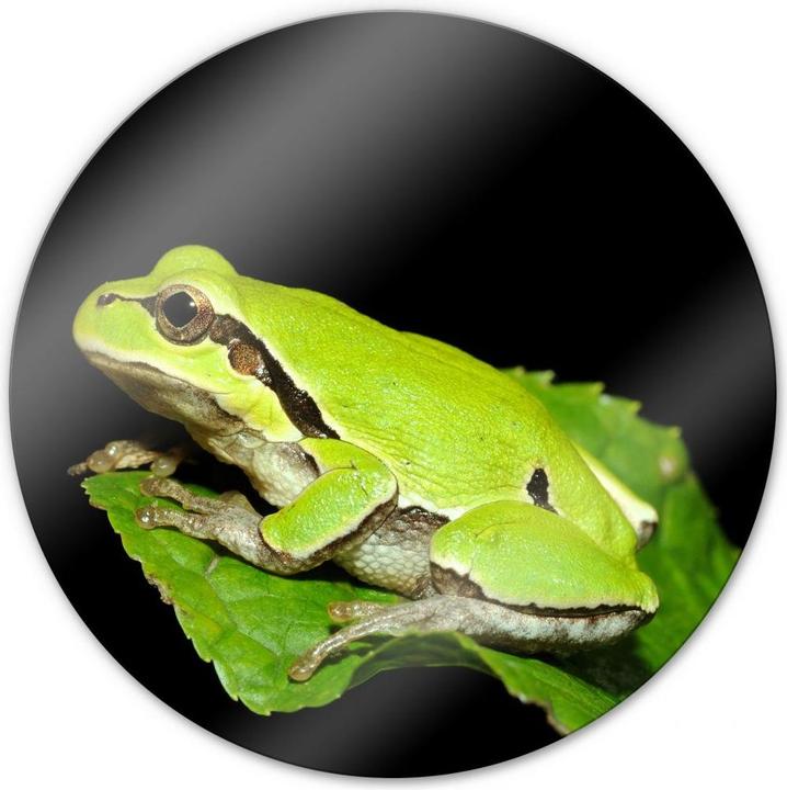 Immagine prodotto Trenddeko Rana verde - rotonda (Ø 30 cm)