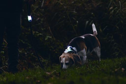 Produktbild Beeztees Safety Gear Leine (Hund, Hundesport)
