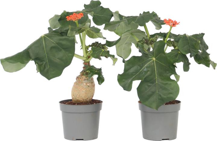 Produktbild Plant in a Box Jatropha Podagrica - 2er Set Gichtkraut (25 cm)