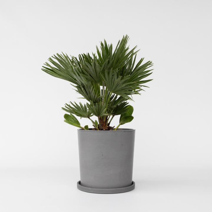 Produktbild Plant in a Box Chamaerops 'Vulcano' - Vulkan Zwergpalme (45 cm)