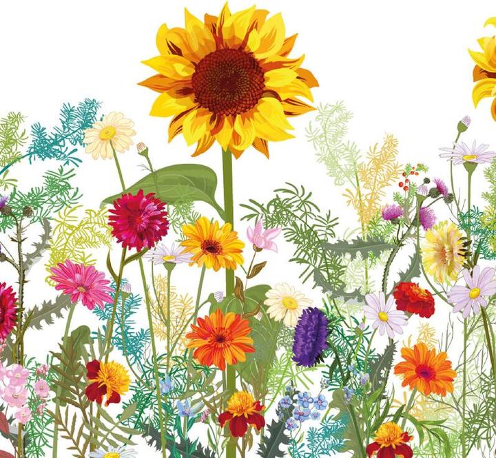 Tournesol sauvage
