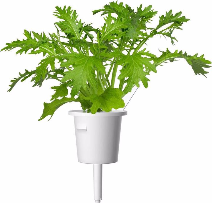 Actual product image Click and Grow leaf mustard (Herb seeds)